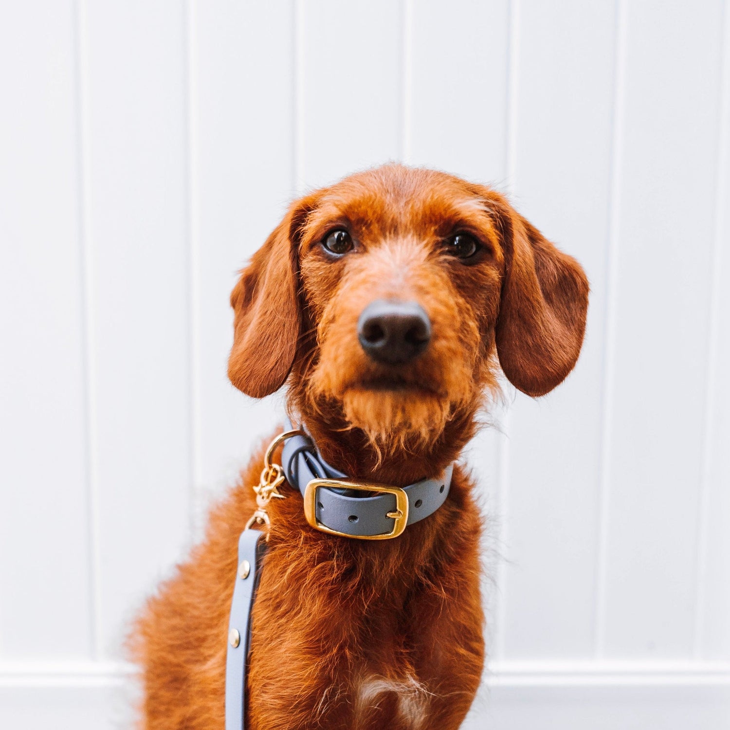 Brown dog wearing a waterproof dog leash