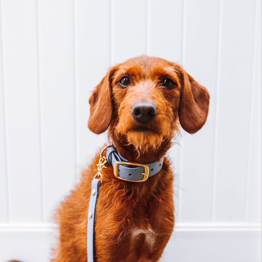 Brown dog wearing a waterproof dog leash