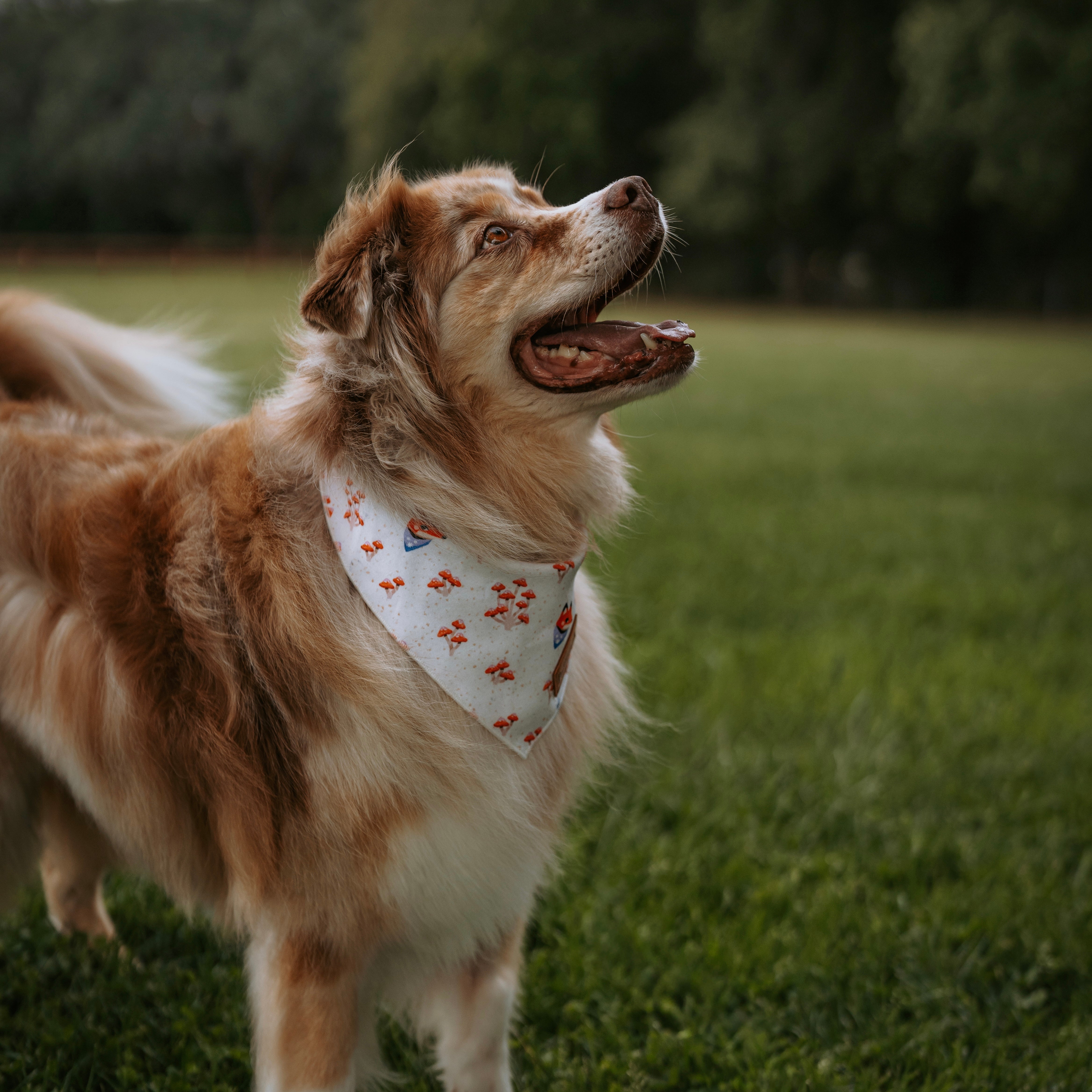 Minimal Foxshrooms Bandana - FoxMoth - Bandana