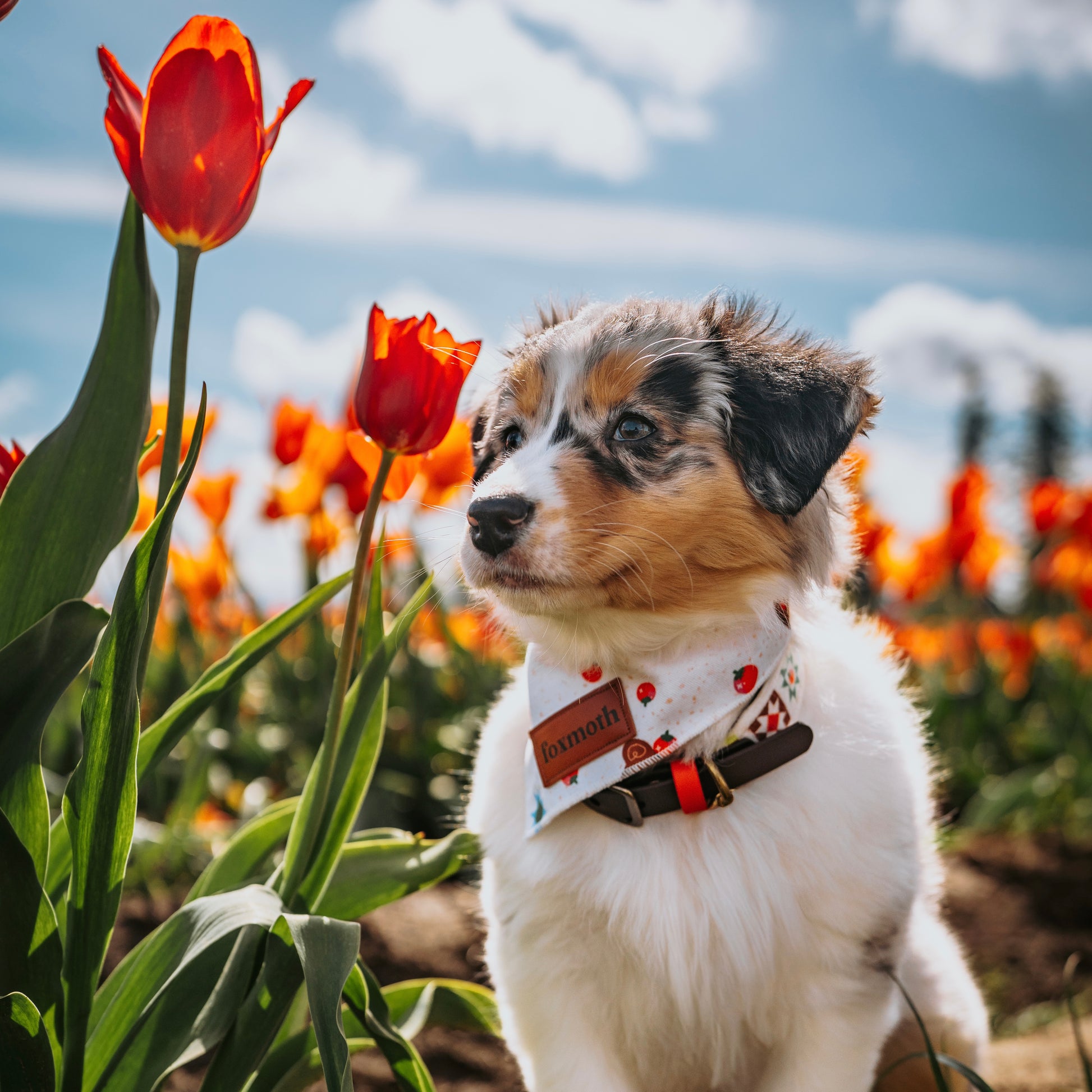 Minimal Tomato Bears Bandana - FoxMoth - Bandana