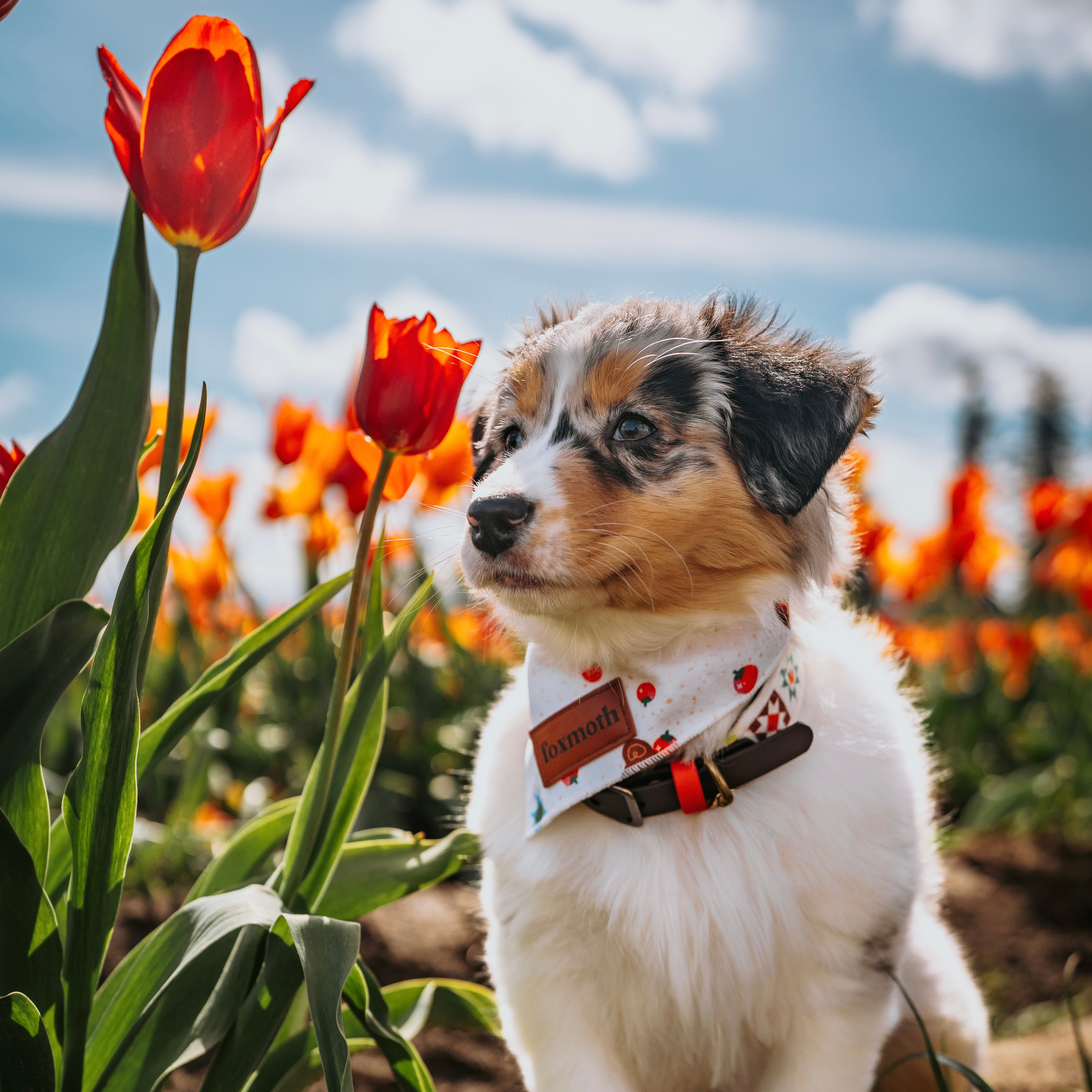 Minimal Tomato Bears Bandana - FoxMoth - Bandana