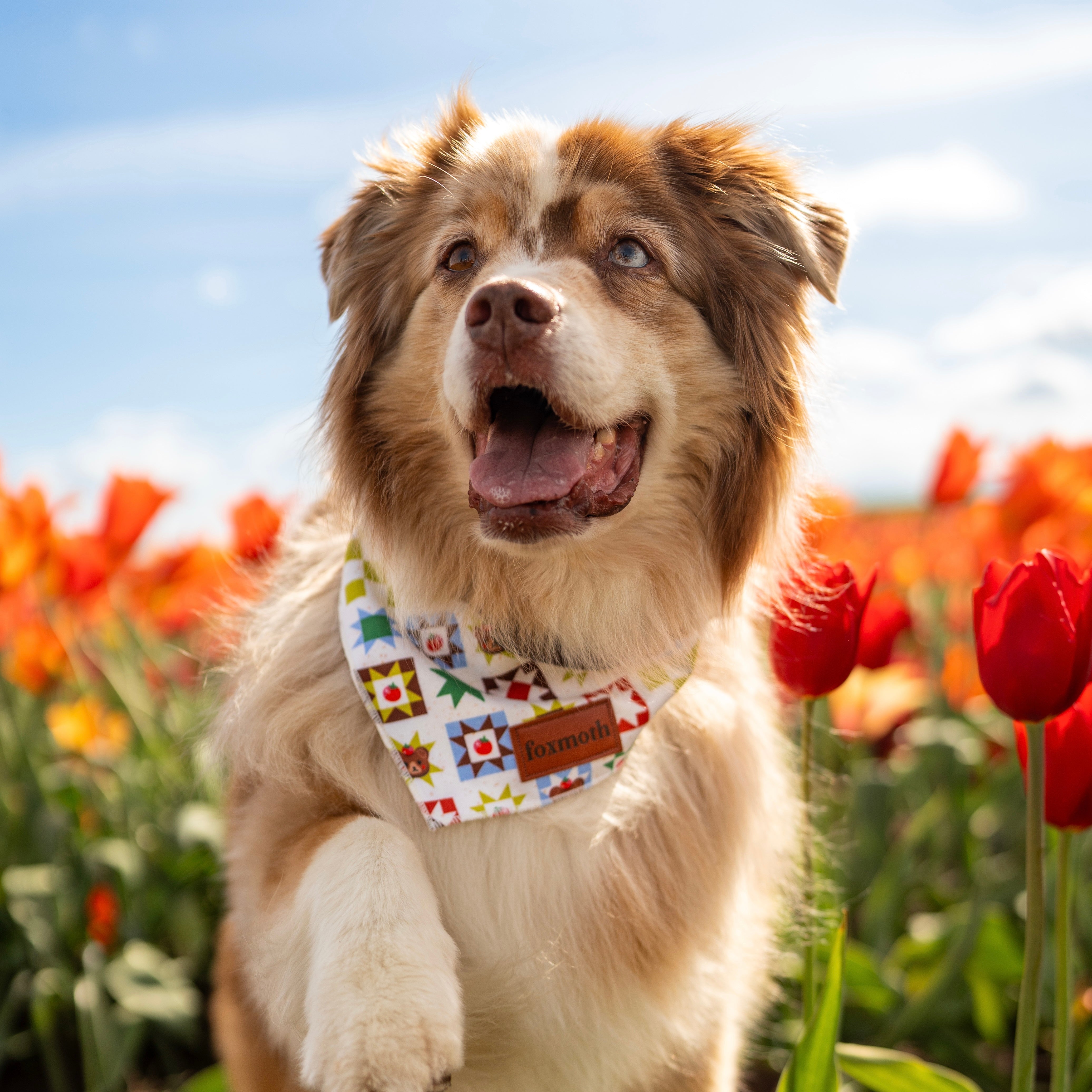 Tomato Bears Bandana - FoxMoth - Bandana