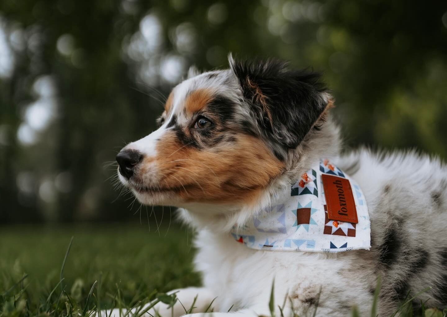 A small blue merle Australian Shepherd dog lying on green grass outdoors, wearing a patterned FoxMoth bandana with a quilted pattern.