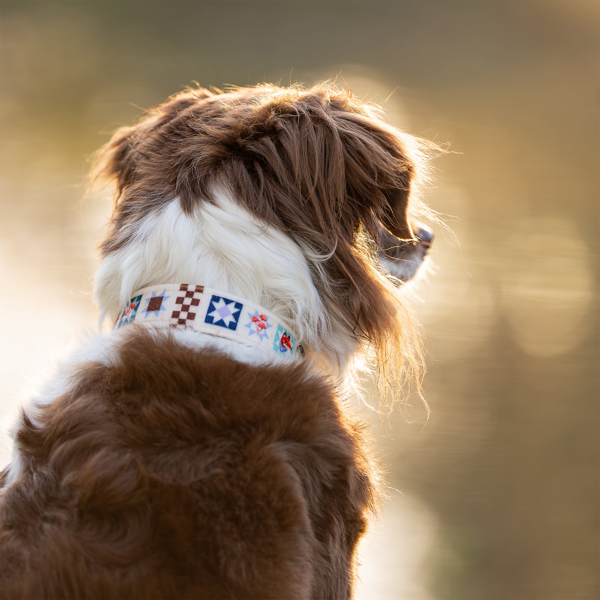 Foxshrooms Collar - FoxMoth - Leather Dog Collar