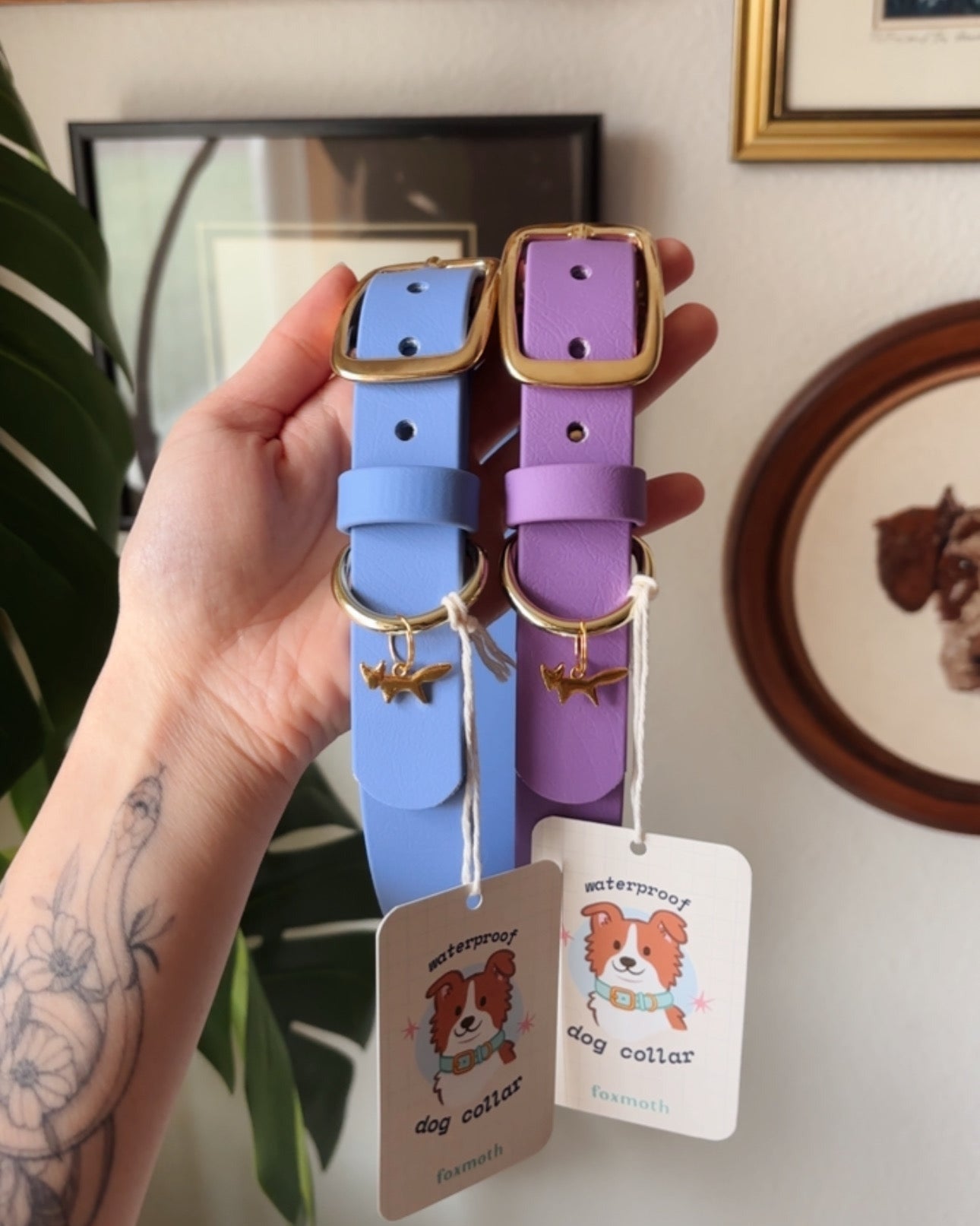 Two dog collars, one blue and one purple,, with solid brass hardware