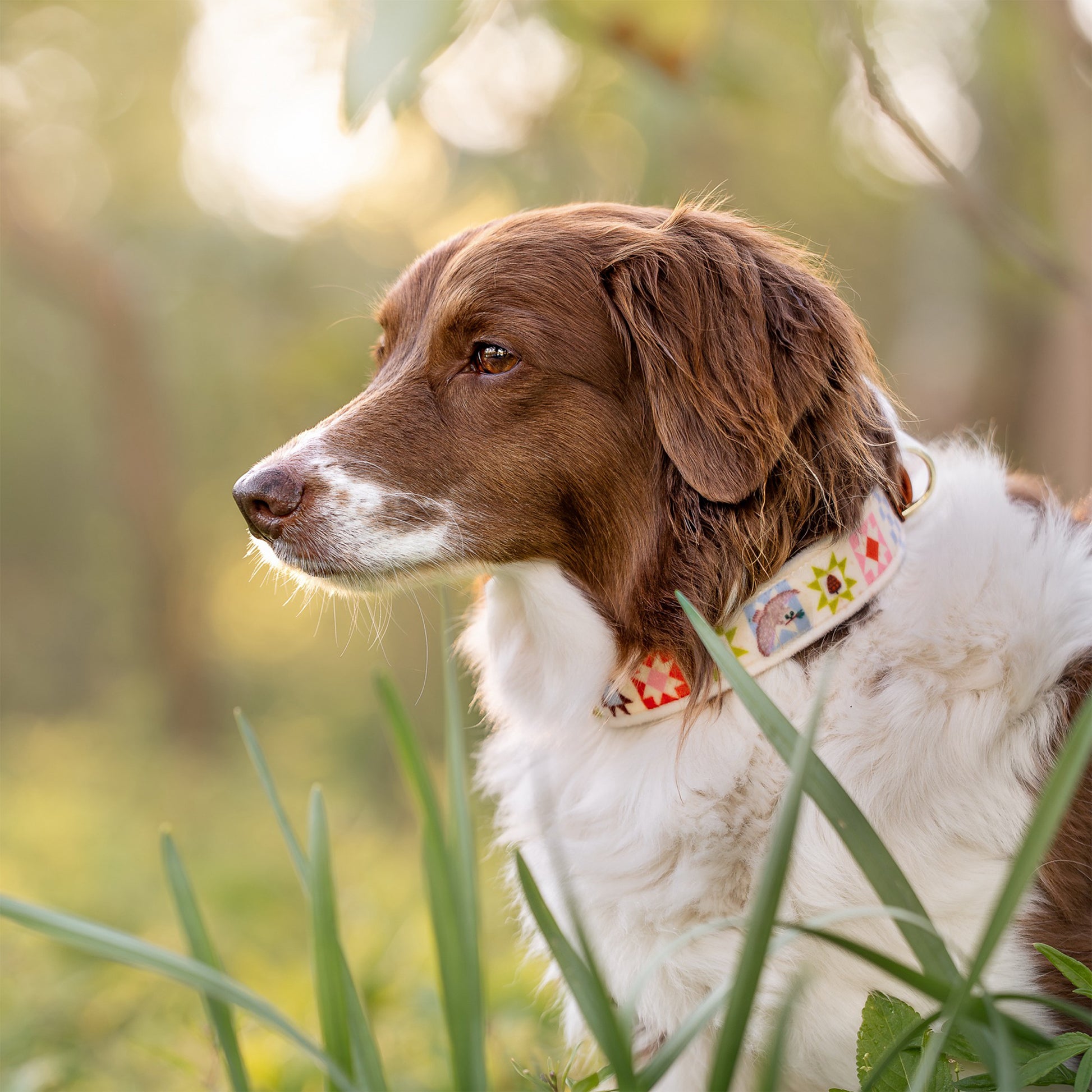 Owly Pines Collar - FoxMoth - Leather Dog Collar