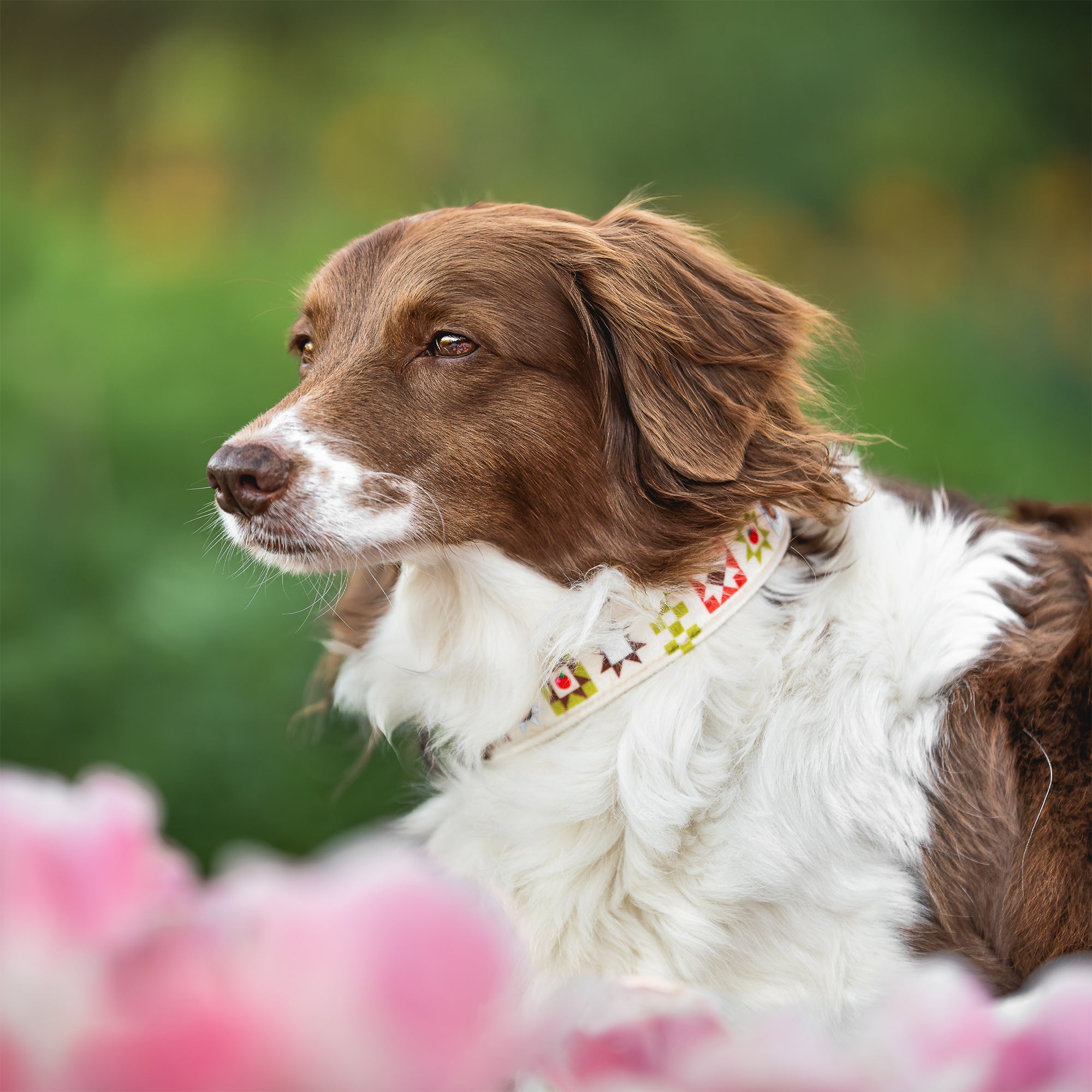 Brown and white dog wearing FoxMoth Quiltspo Tomato Bears dog collar with vegetable tanned leather