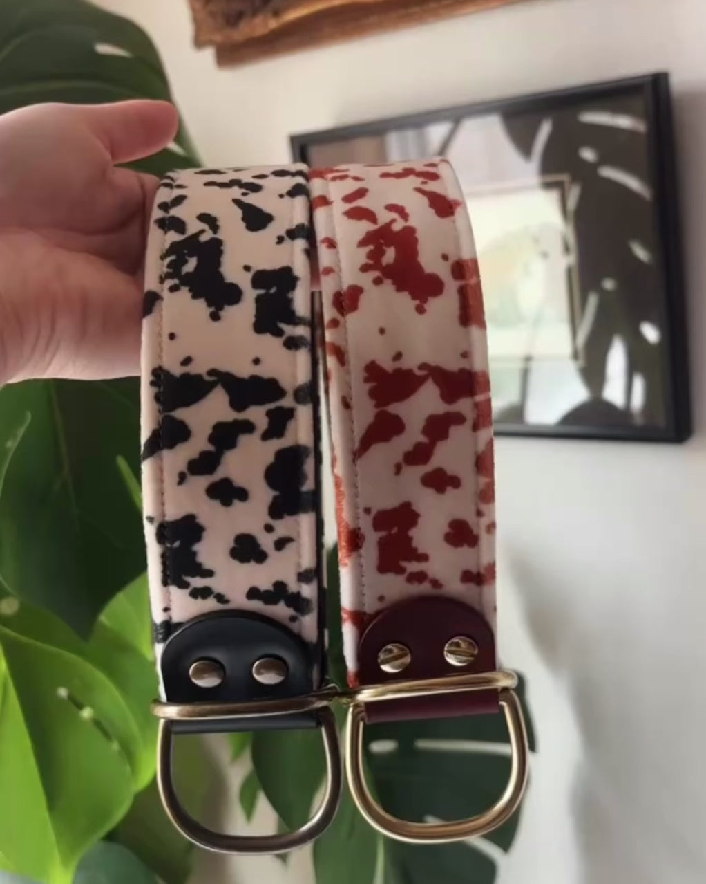 Load video: moo collar