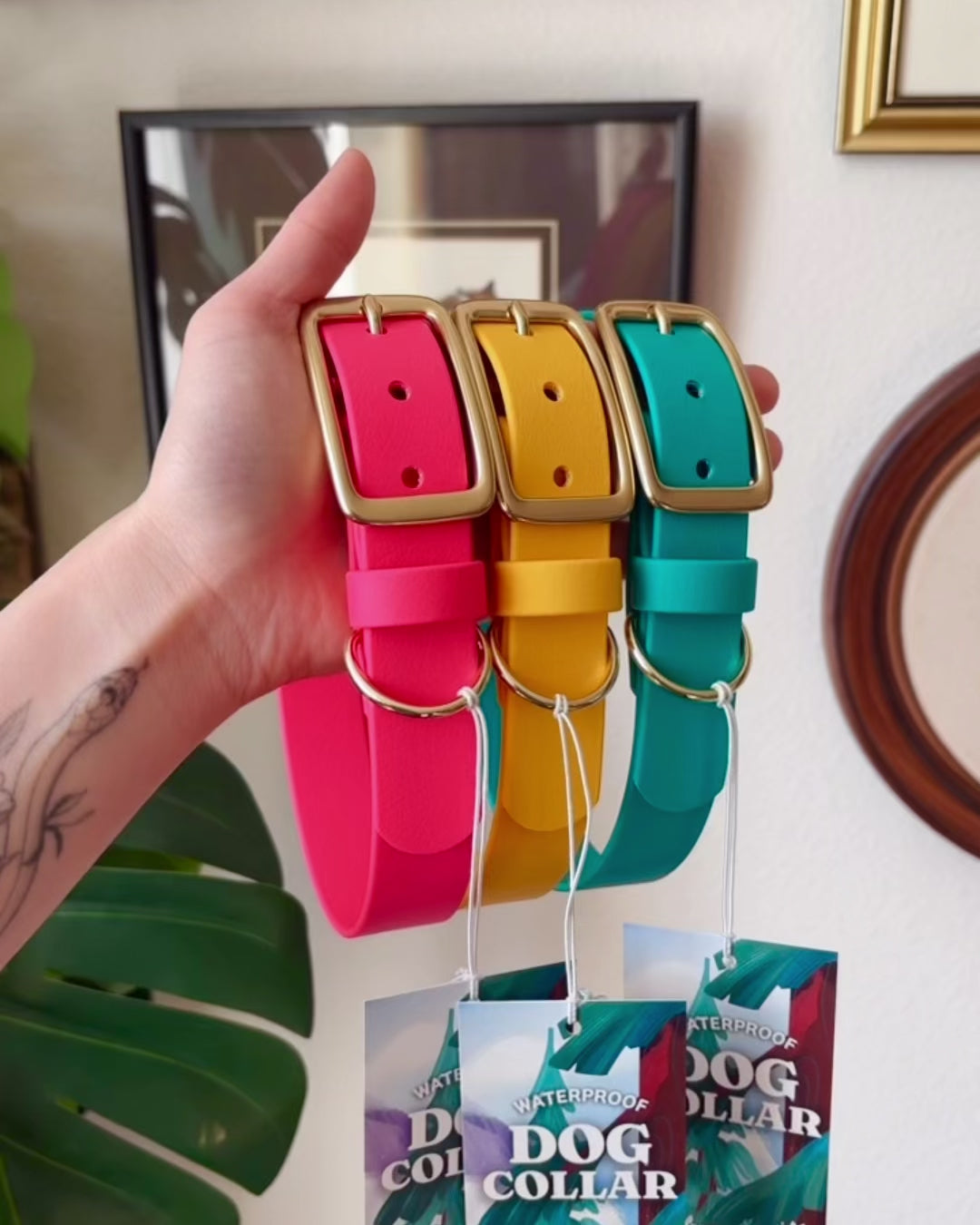 Load video: egg buckle collar