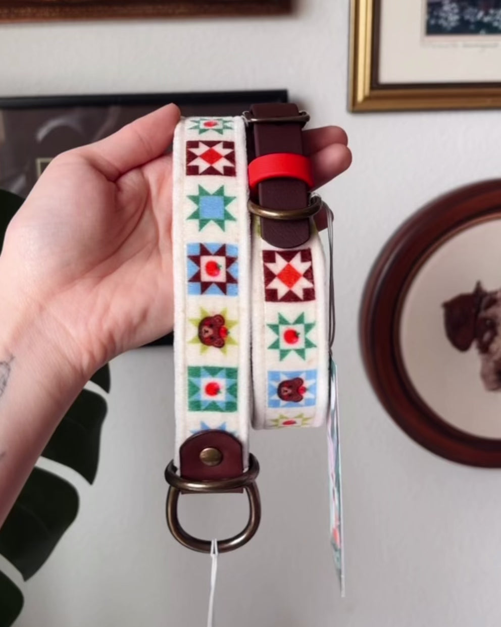 Load video: FoxMoth Premium Leather Dog Collar with Solid Brass Hardware with Tomato Bears Velvet Fabric