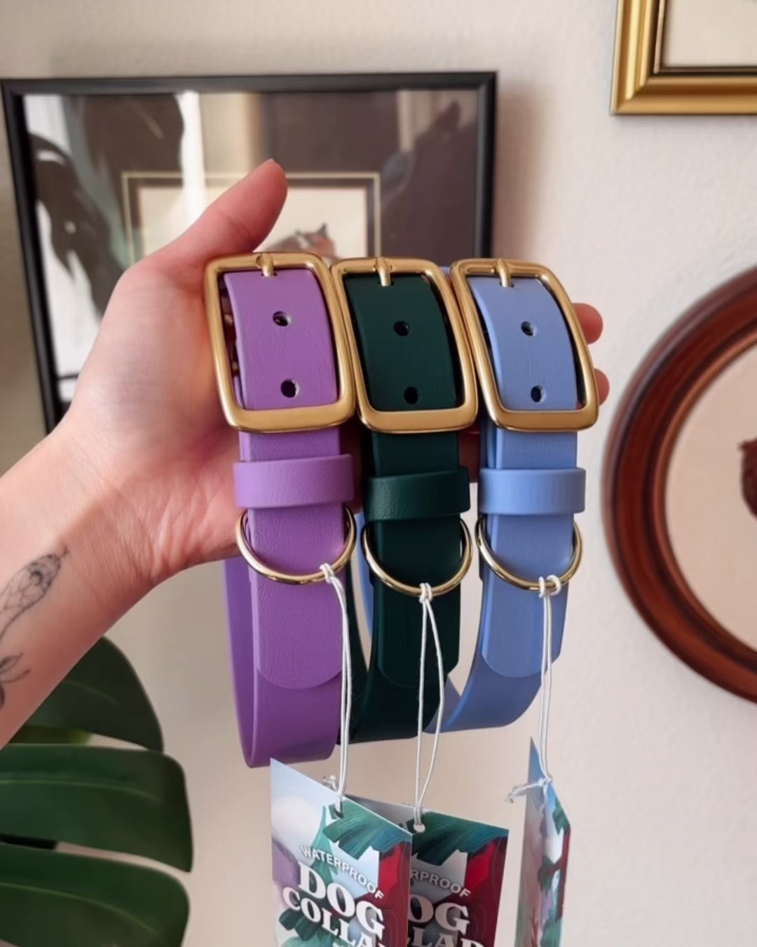 Load video: iris buckle collar