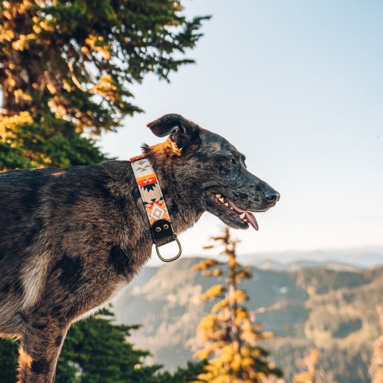 Canyon Collar - FoxMoth - Leather Dog Collar