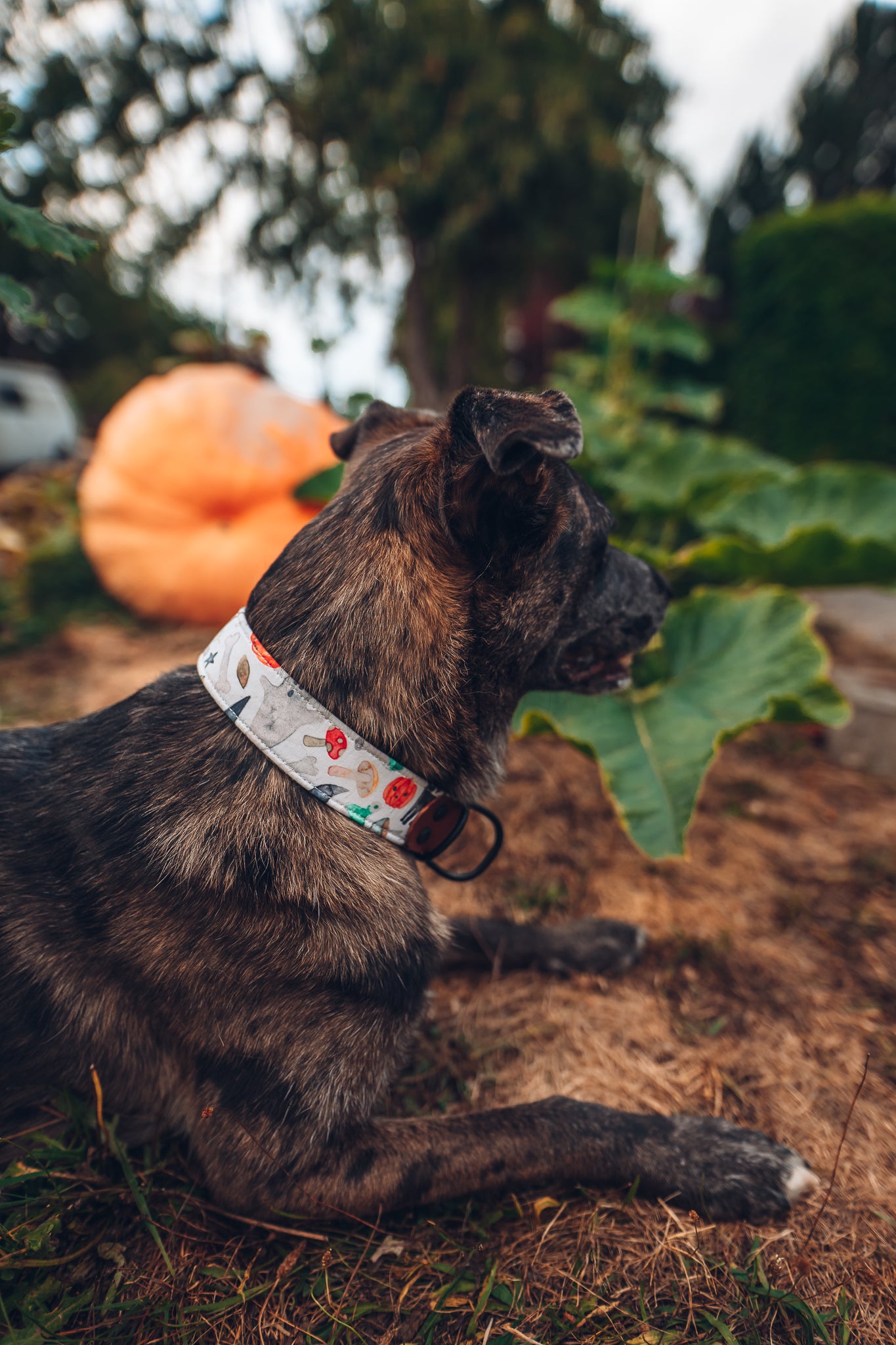 custom halloween collar