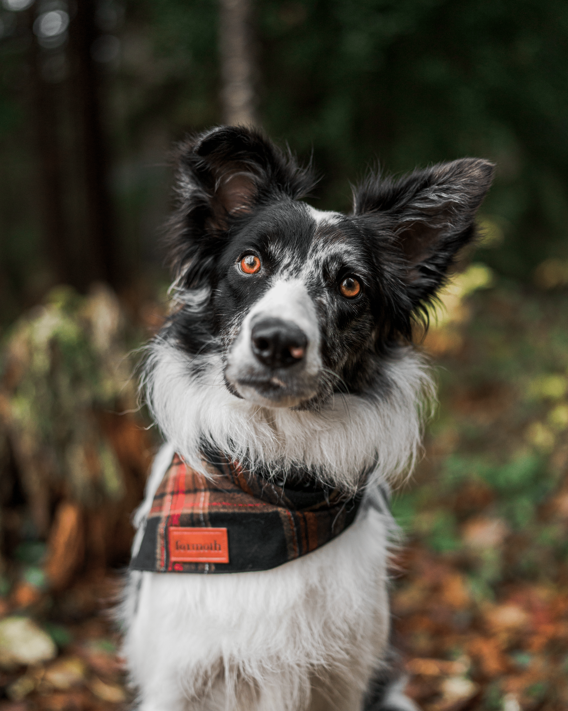 warm flannel - FoxMoth - Bandana