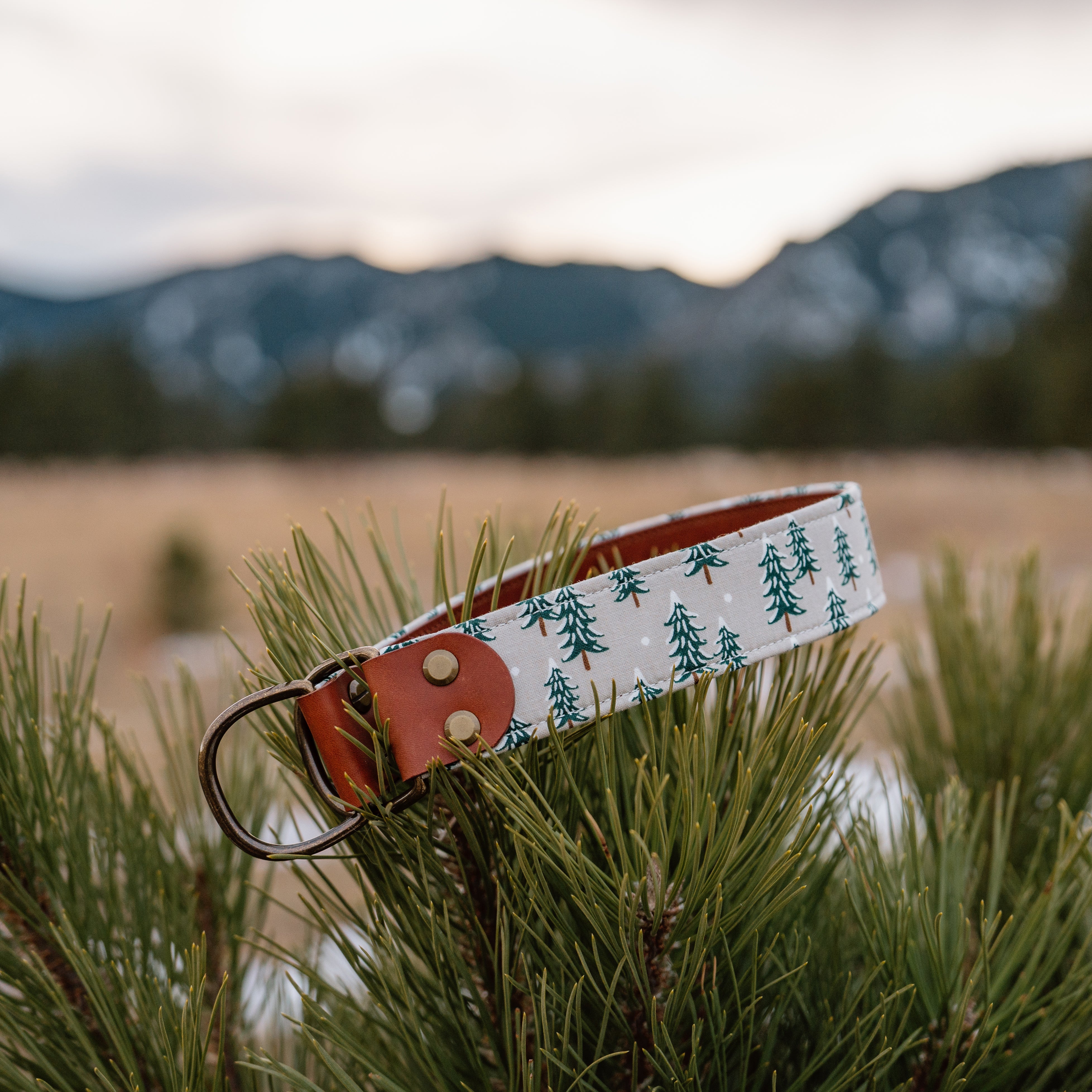 pine forest