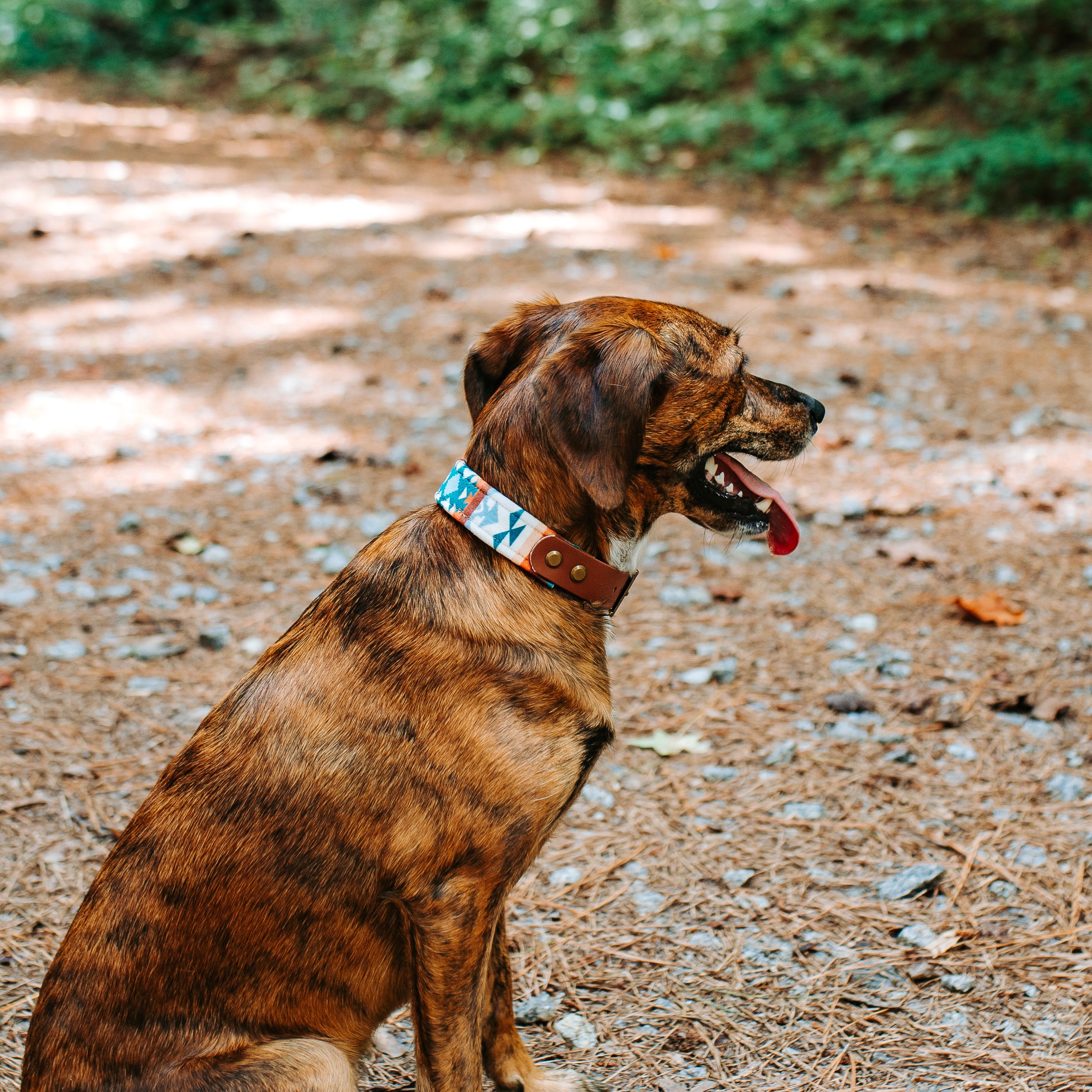 custom fabric buckle collar