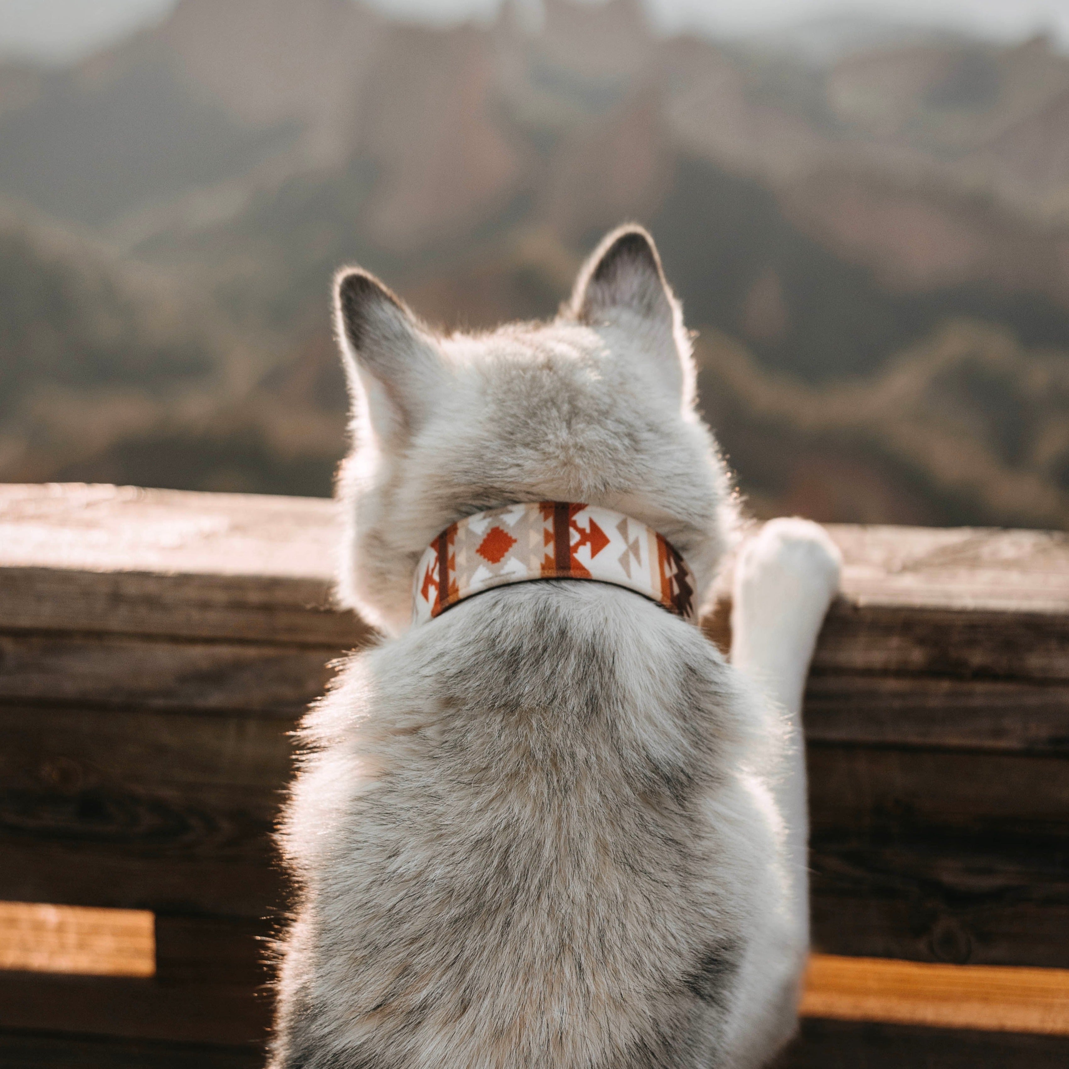 sedona collar - FoxMoth - Leather Dog Collar