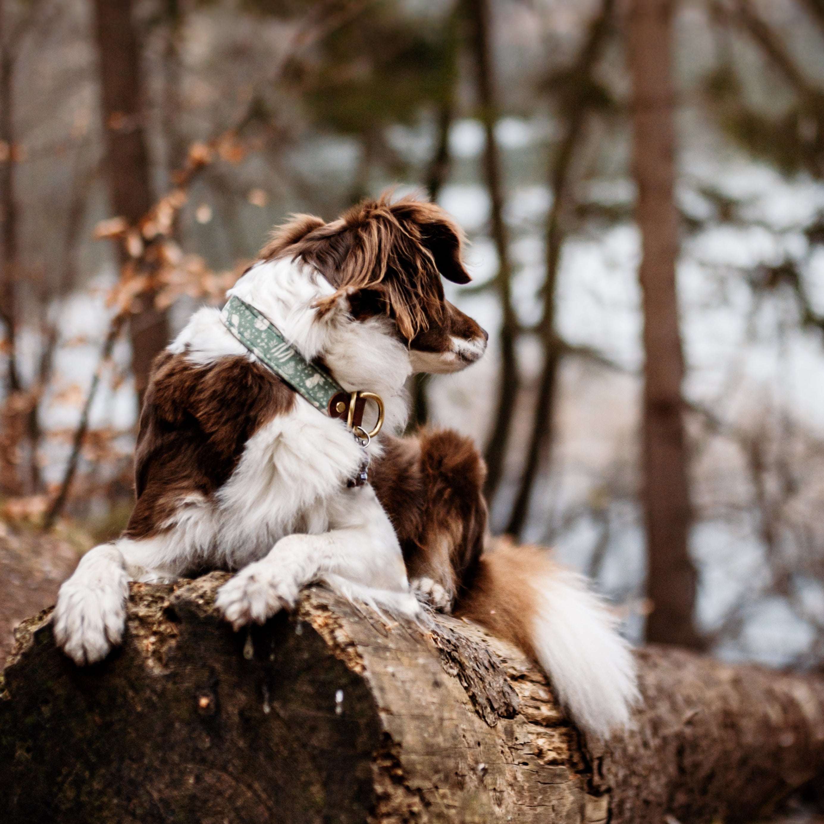 forest friends