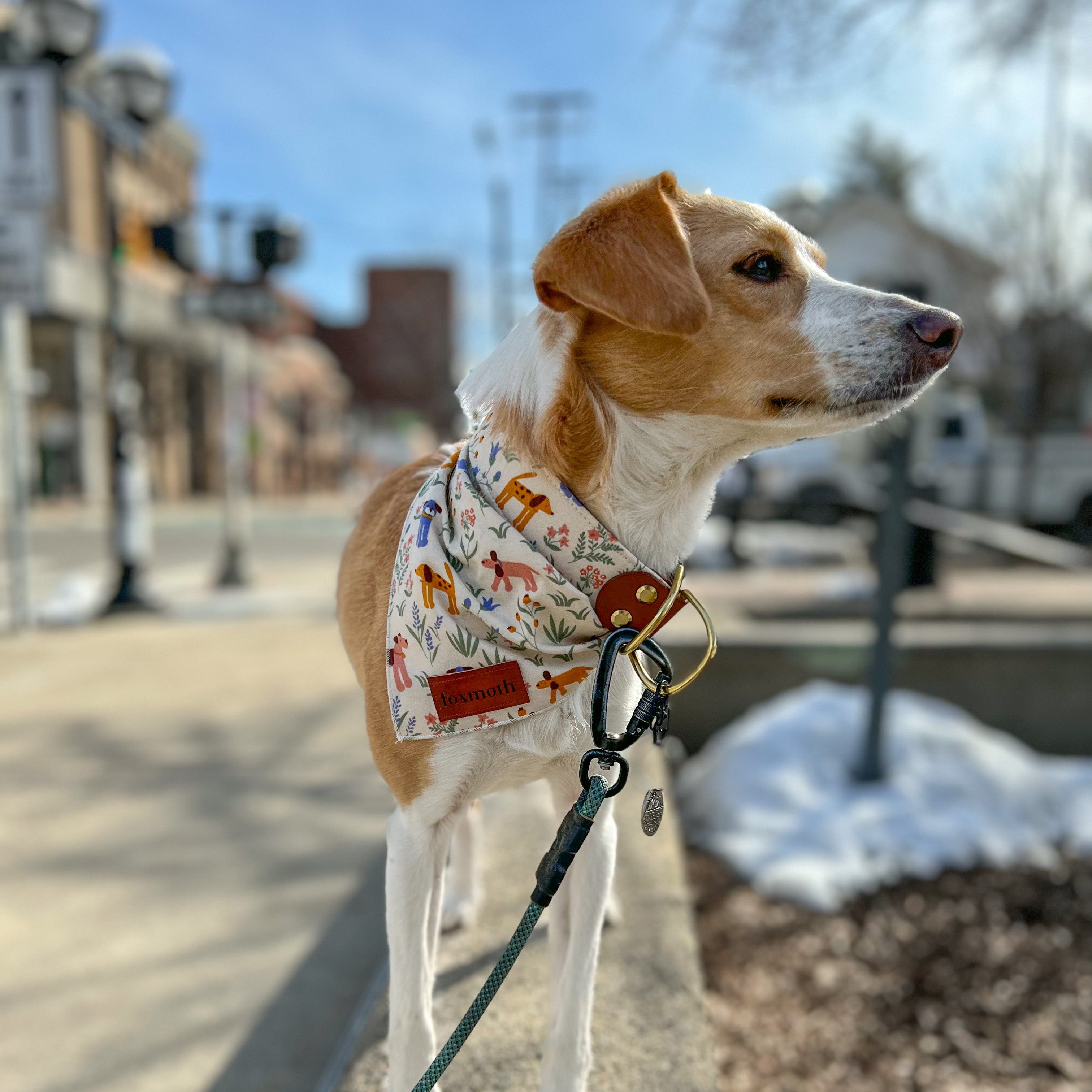 bark park