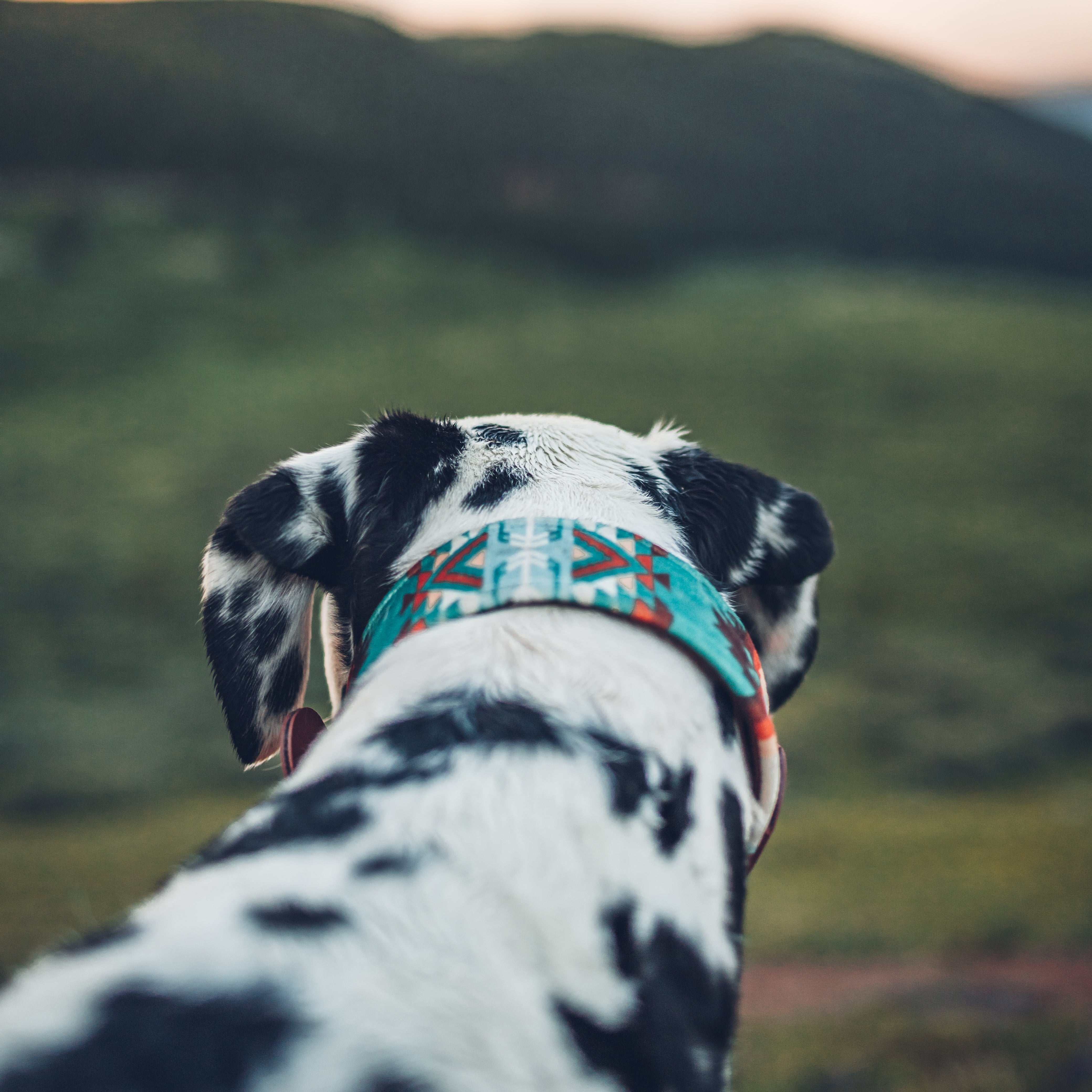 custom fabric buckle collar
