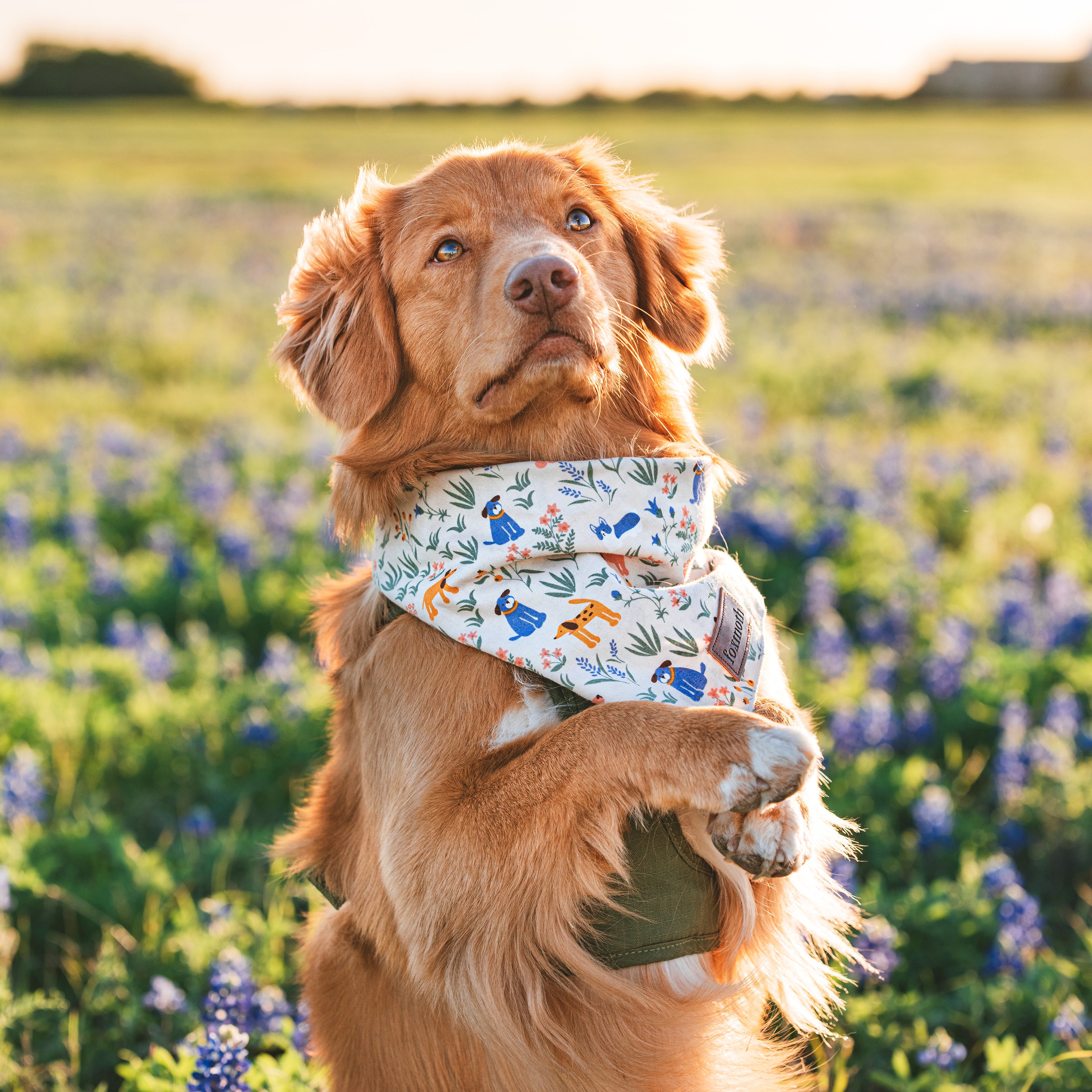bark park