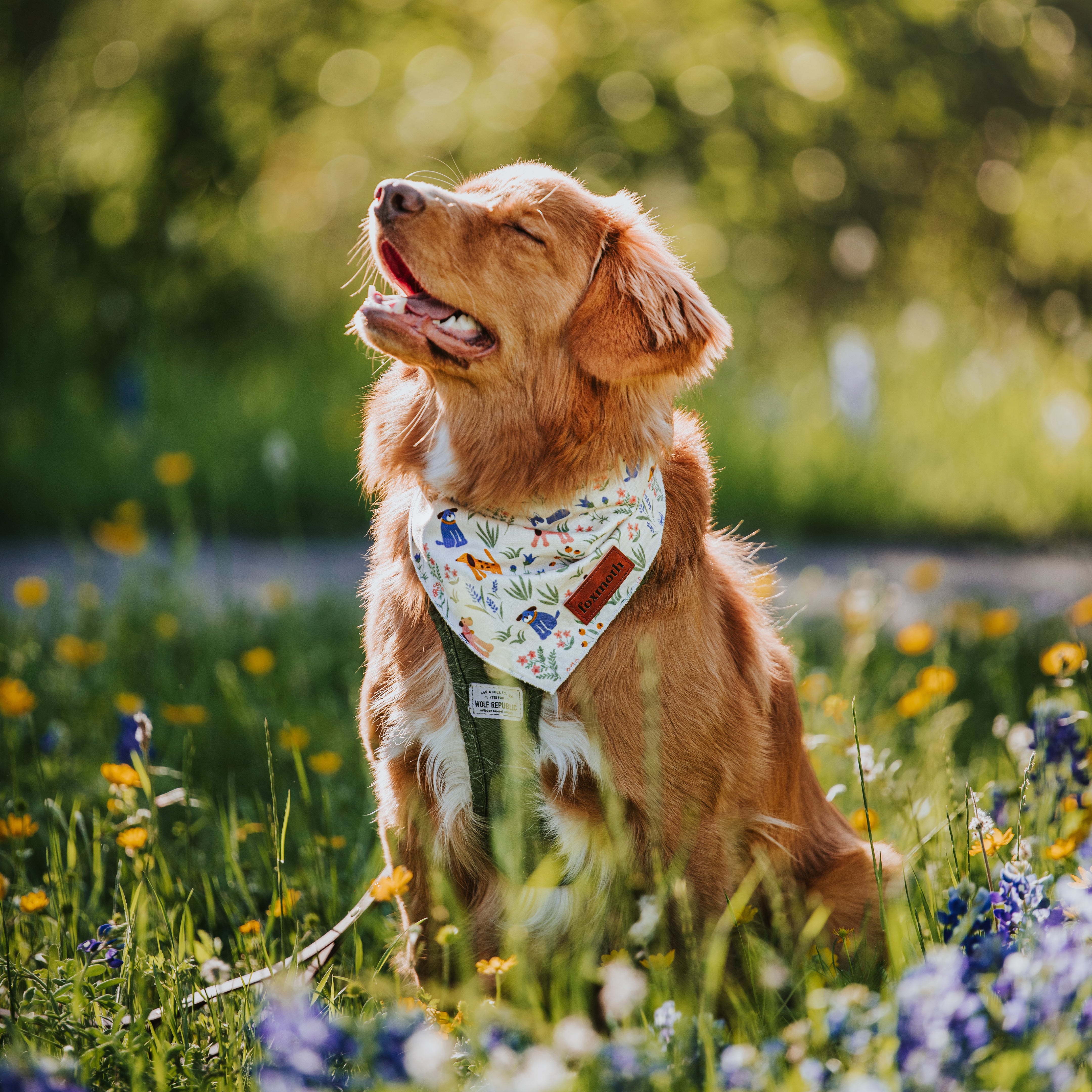 bark park